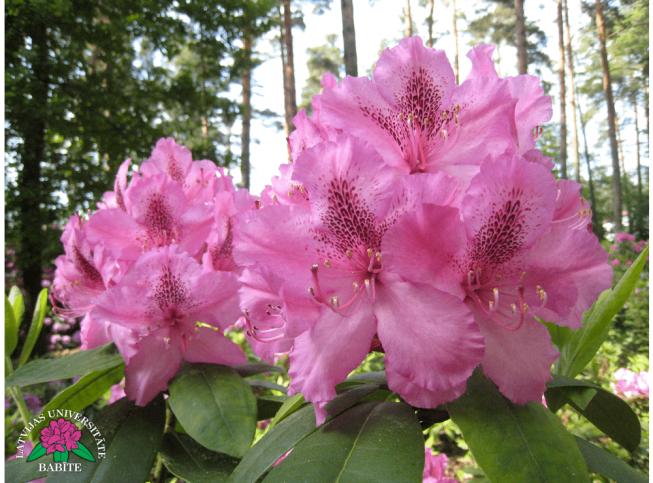 Rhododendron   'Doktors Babarikins'